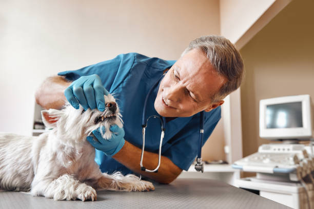 Best Emergency Tooth Extraction in Stanfield, OR